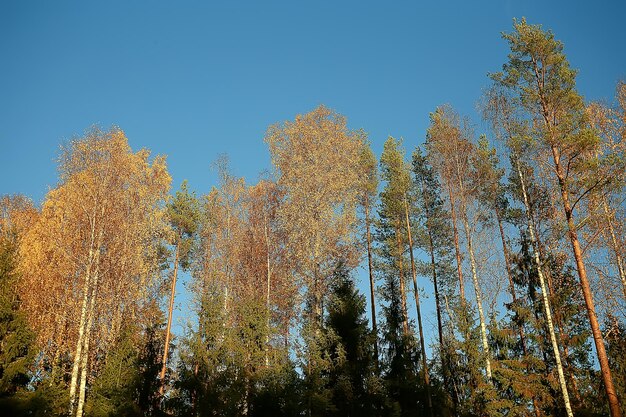 herfstlandschap in het park / seizoensgebonden geel landschap zonnig park met gevallen bladeren