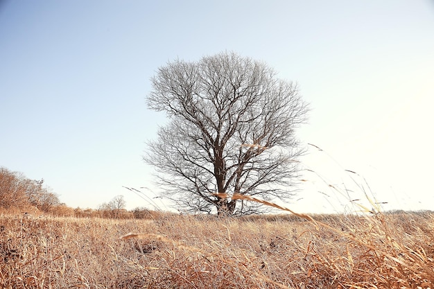 herfstlandschap in het park / seizoensgebonden geel landschap zonnig park met gevallen bladeren