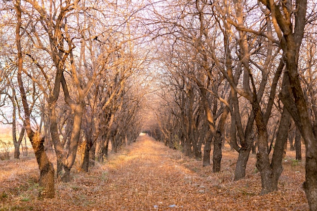 Herfstlandschap in het park