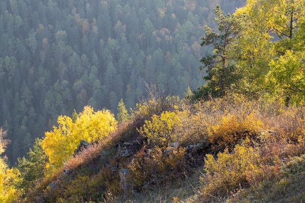 Herfstlandschap met bergen bedekt met bos en bomen met felgeel gebladerte op een zonnige dag