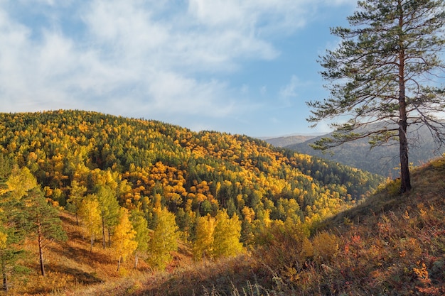 Herfstlandschap met bergen en bos op een zonnige dag Wisselende seizoenen