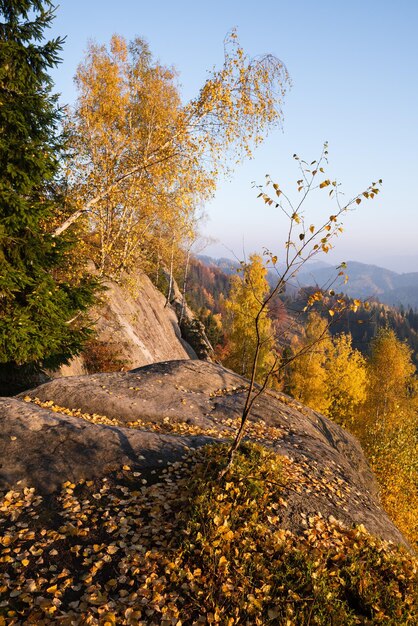 Herfstlandschap met berkbladeren