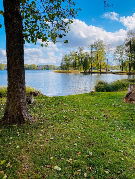 herfstlandschap met bomen, bos en meer