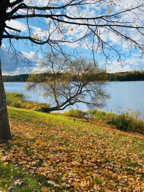 herfstlandschap met bomen, bos en meer