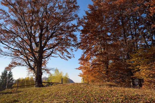 Herfstlandschap met bosweg en poort