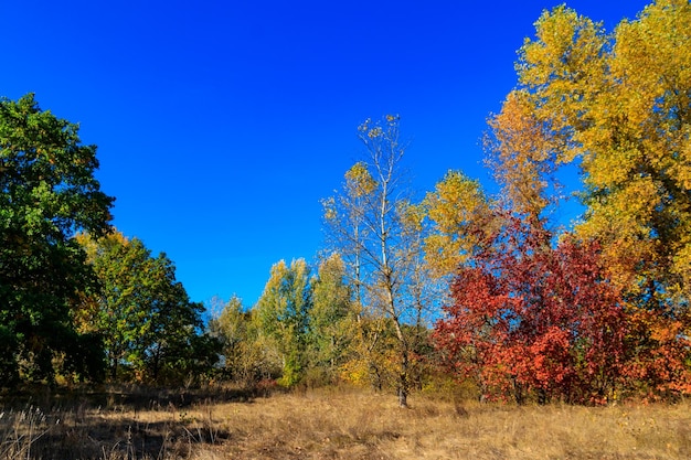 Herfstlandschap met droge weide en kleurrijke herfstbomen