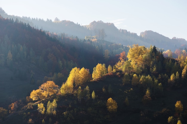 Herfstlandschap met een prachtig loofbos in de bergen. Zonnig weer in de ochtend. Karpaten, Oekraïne, Europa