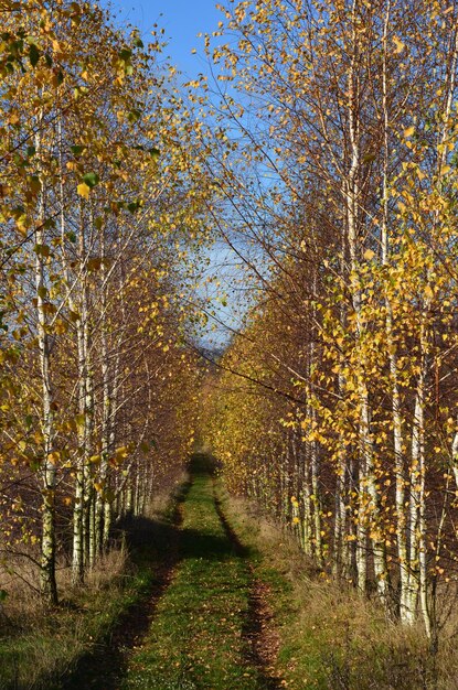 Foto herfstlandschap met een weg tussen de bomen