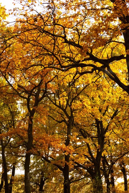 Herfstlandschap met eikenbos in september