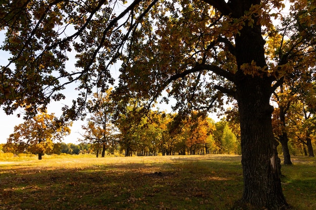 Herfstlandschap met eikenbos in september