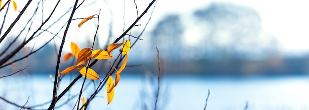 Herfstlandschap met gele bladeren aan een boom bij de rivier bij zonnig weer