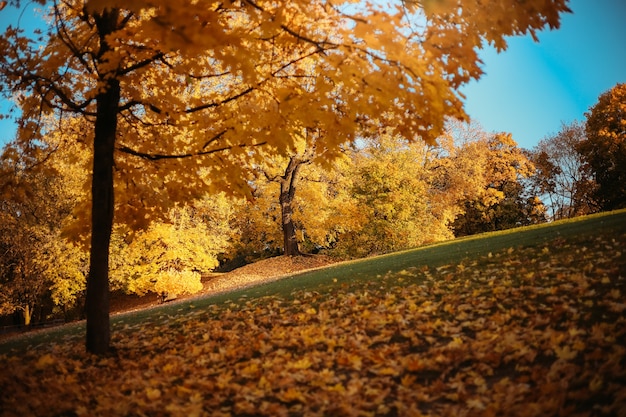 Herfstlandschap met gele bomen. Geweldige herfstachtergrond met blauwe lucht