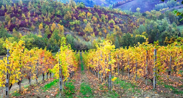 herfstlandschap met gouden wijngaarden.