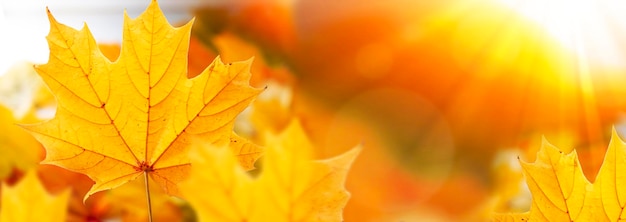 Herfstlandschap met helder kleurrijk gebladerte Indische zomer