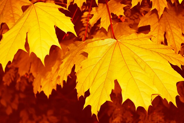 Herfstlandschap met helder kleurrijk gebladerte indische zomer