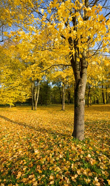 Herfstlandschap met hoge bomen, geel gebladerte, zonlicht verlicht het park, herfstveranderingen in de natuur