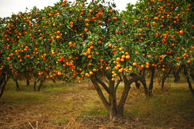 Herfstlandschap met mandarijntuin