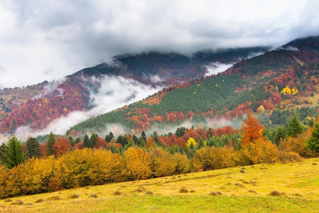 Herfstlandschap met mist in de bergen Fir forest op de heuvels Karpaten Oekraïne Europa