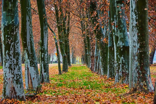 Herfstlandschap met rijen bomen en grond bedekt met bladeren in aranjuez, madrid (spanje).