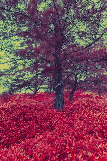 Herfstlandschap met rode mooie bomen