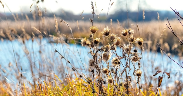 Foto herfstlandschap met struikgewas van droog gras en onkruid aan de oevers van een meer of rivier bij zonnig weer