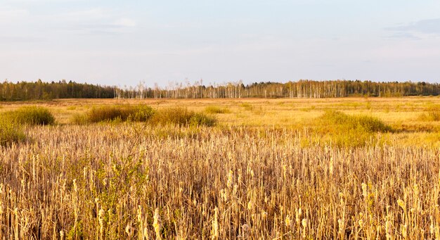 Herfstlandschap met vergeeld gras en kale bomen die in het bos groeien