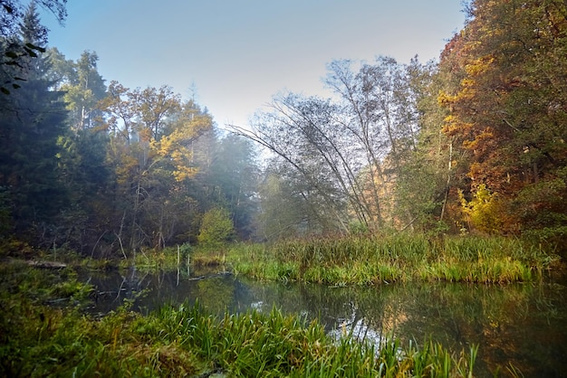 Herfstlandschap Morgen mistig bos met geel gebladerte rustige moeras rivier Natuur in Wit-Rusland
