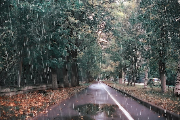 herfstlandschap op een regenachtige dag in een stadspark / gele bomen in de regen