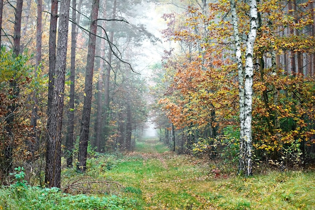 Herfstlandschap - pad, bos en mist