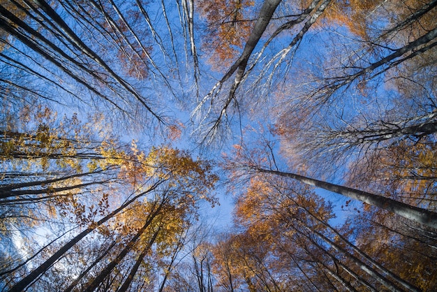 Herfstlandschap prachtige gekleurde bomen boven het bos gloeien in zonlicht domanic kutahya turkiye