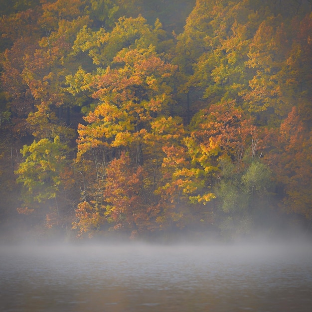 Herfstlandschap Prachtige kleurrijke bladeren in de natuur met de zon Seizoensconcept buiten in het herfstpark