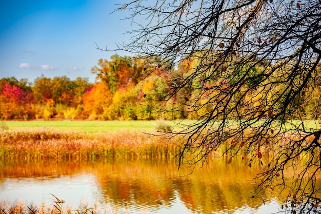 Herfstlandschap van een meer met boomtakken op de voorgrond en een bos aan de andere kant