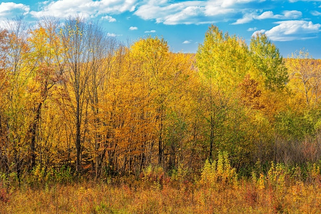 Herfstlandschap van een open plek in het bos