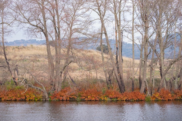 Herfstlandschap van kleurrijke bomen weerspiegeld in het spiegelende oppervlak van de kalme rivier op een bewolkte dag