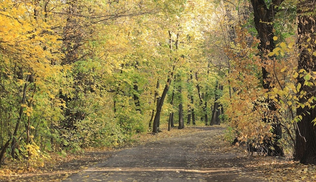 herfstlandschap, weg in het bos