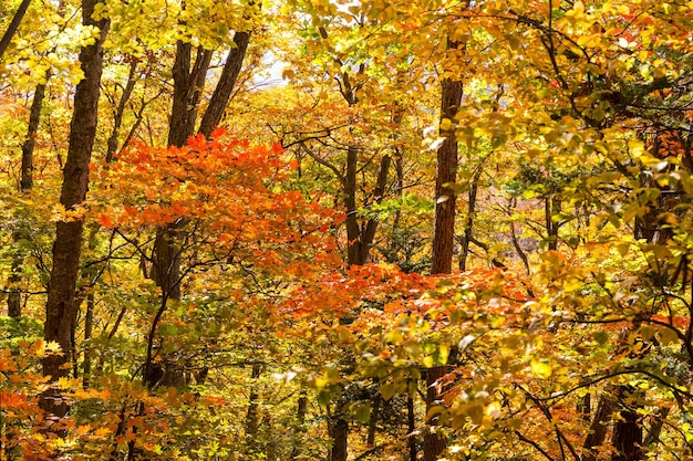 herfstlandschap