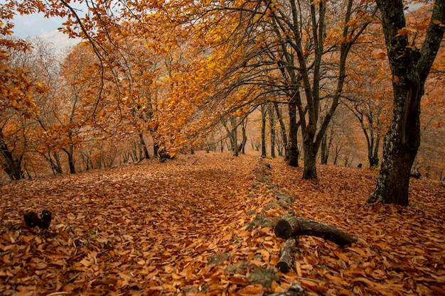 herfstlandschap