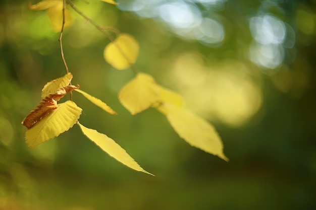 herfstlandschapsachtergrond met gele bladeren / zonnige herfstdag, de zonnestralen bij zonsondergang in een prachtig geel bos, gevallen bladeren, herfst