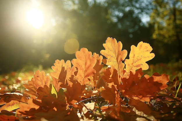 herfstlandschapsachtergrond met gele bladeren / zonnige herfstdag, de zonnestralen bij zonsondergang in een prachtig geel bos, gevallen bladeren, herfst