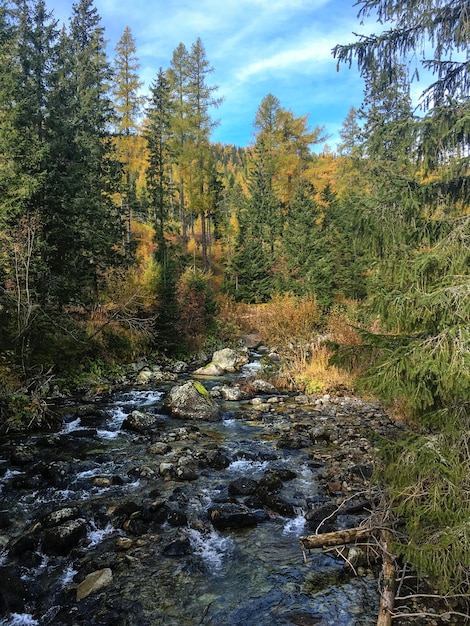 Herfstlandschapsstroom in het bergbos