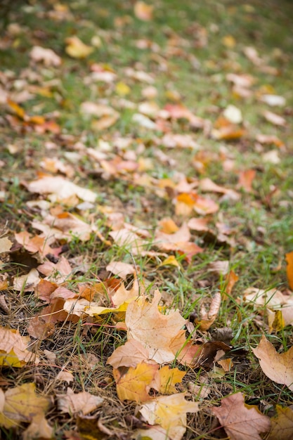 Herfstmarplebladeren op het gras en de weg