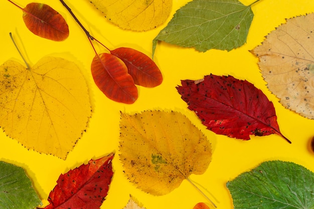 Herfstmodel met gele, rode bladeren. Sparappels en een wit vel papier voor de inscriptie.