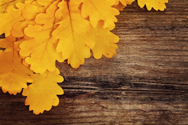 Herfstmuur met Gele Eiken Bladeren op Houten