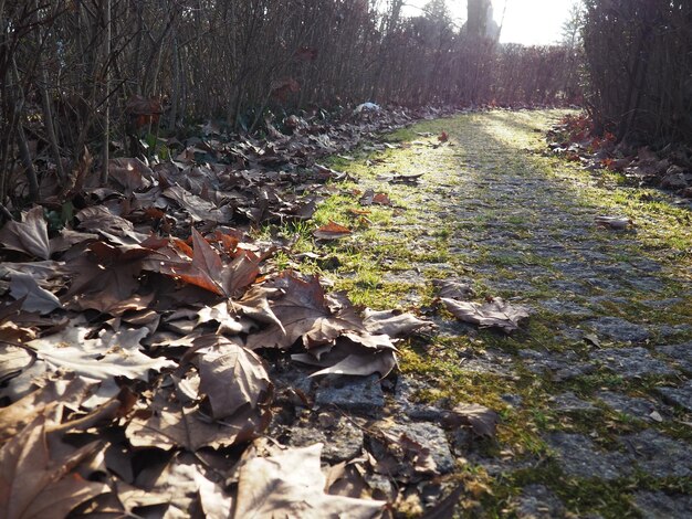 Herfstpad in het stadspark, droge esdoornbladeren en lage zonnestralen, prachtig landschap in de late herfst of