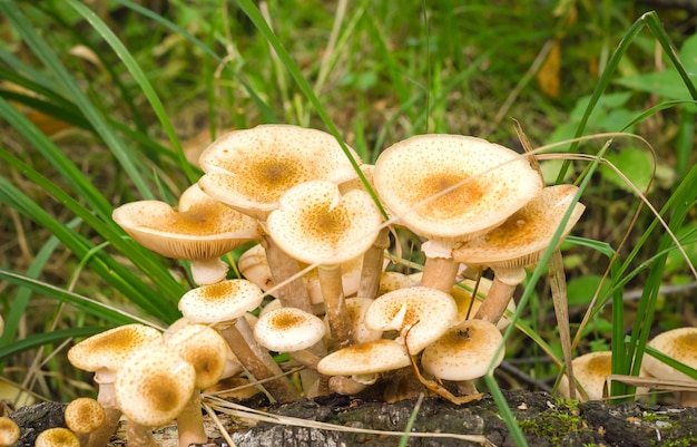 Herfstpaddenstoelen plukken, eetbare bospaddenstoelen in het gras