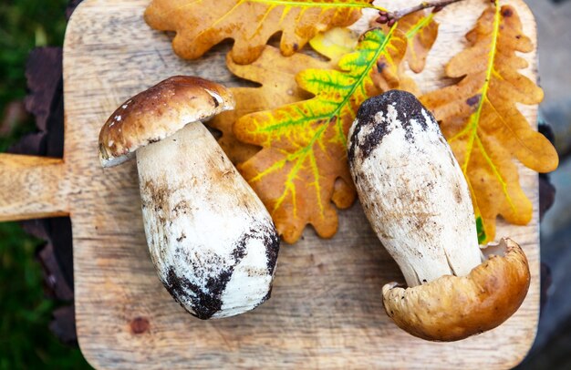 Herfstpaddestoelen om te koken