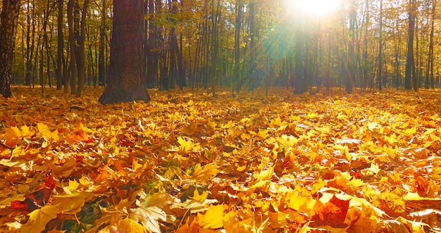 Herfstpark - esdoorns en gele gevallen bladeren. herfst landschap