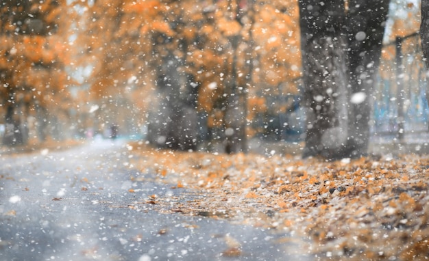 Herfstpark in de dagen van de eerste sneeuw