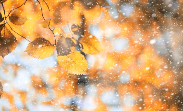 Herfstpark in de eerste sneeuw