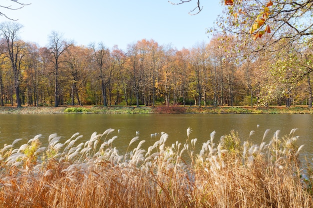 Herfstpark met bomen boven het water van het meer